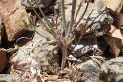 Delphinium parishii parishii