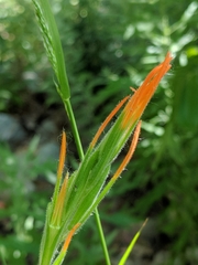Castilleja minor stenantha