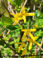Forsythia