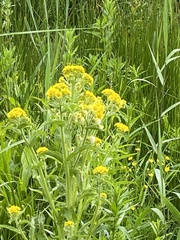 Tephroseris palustris