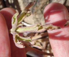 Delphinium parishii parishii
