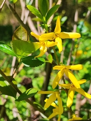 Forsythia