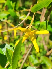 Forsythia