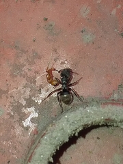 Dolichoderus bispinosus