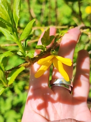 Forsythia