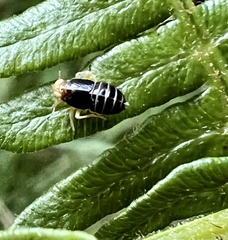 Ditropis pteridis