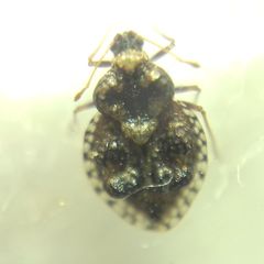 Dictyla rotundata