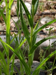 Castilleja minor stenantha