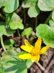 Ficaria verna