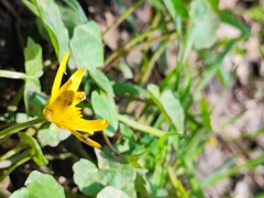 Ficaria verna