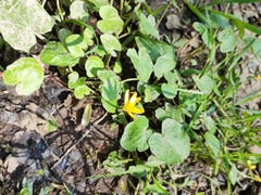 Ficaria verna