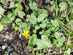 Ficaria verna