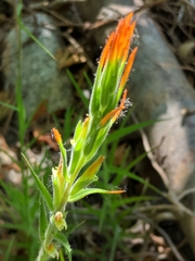 Castilleja minor stenantha