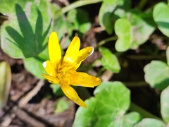 Ficaria verna