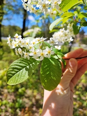 Prunus padus