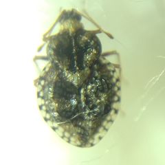 Dictyla rotundata