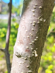Prunus padus