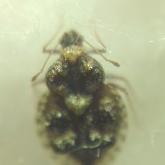Dictyla rotundata