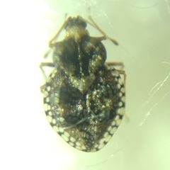 Dictyla rotundata