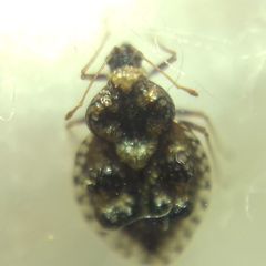 Dictyla rotundata