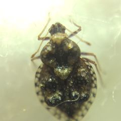 Dictyla rotundata