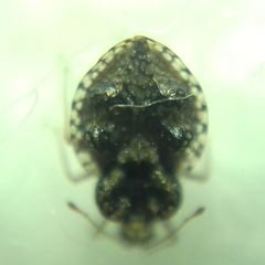 Dictyla rotundata