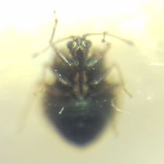 Dictyla rotundata