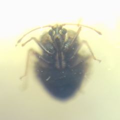 Dictyla rotundata