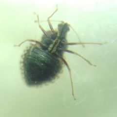 Dictyla rotundata