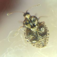 Dictyla rotundata