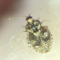 Dictyla rotundata