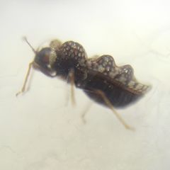 Dictyla rotundata