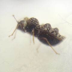 Dictyla rotundata