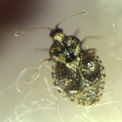 Dictyla rotundata