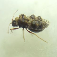Dictyla rotundata