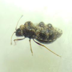 Dictyla rotundata