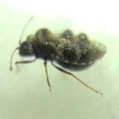 Dictyla rotundata