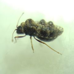 Dictyla rotundata