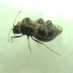 Dictyla rotundata