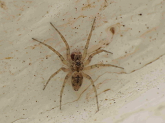 Oecobius maculatus