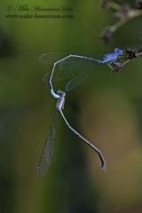 Enallagma daeckii