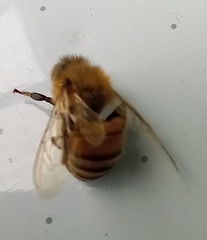 Apis mellifera