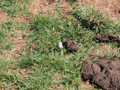 Kretania nichollae