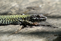 Podarcis muralis
