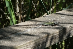 Podarcis muralis