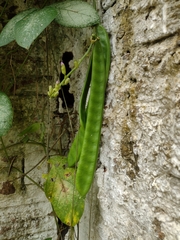 Canavalia ensiformis