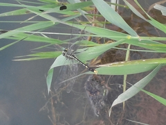 Arigomphus villosipes