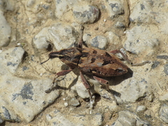 Coniocleonus excoriatus
