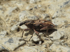 Coniocleonus excoriatus