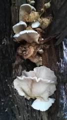 Agaricales